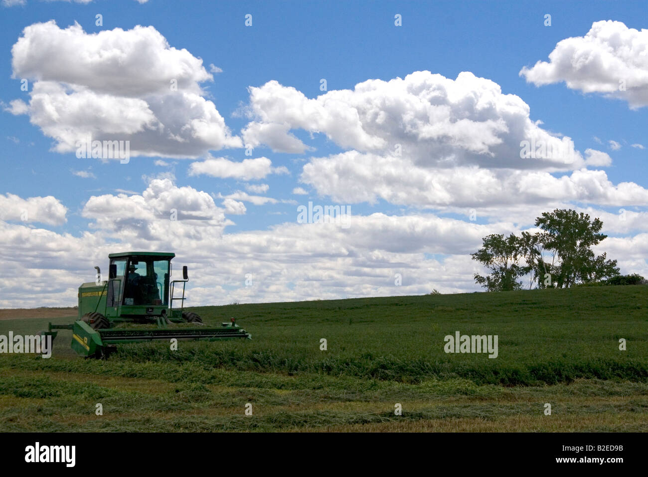 Swather harvesting alfalfa hay in Canyon County Idaho Stock Photo