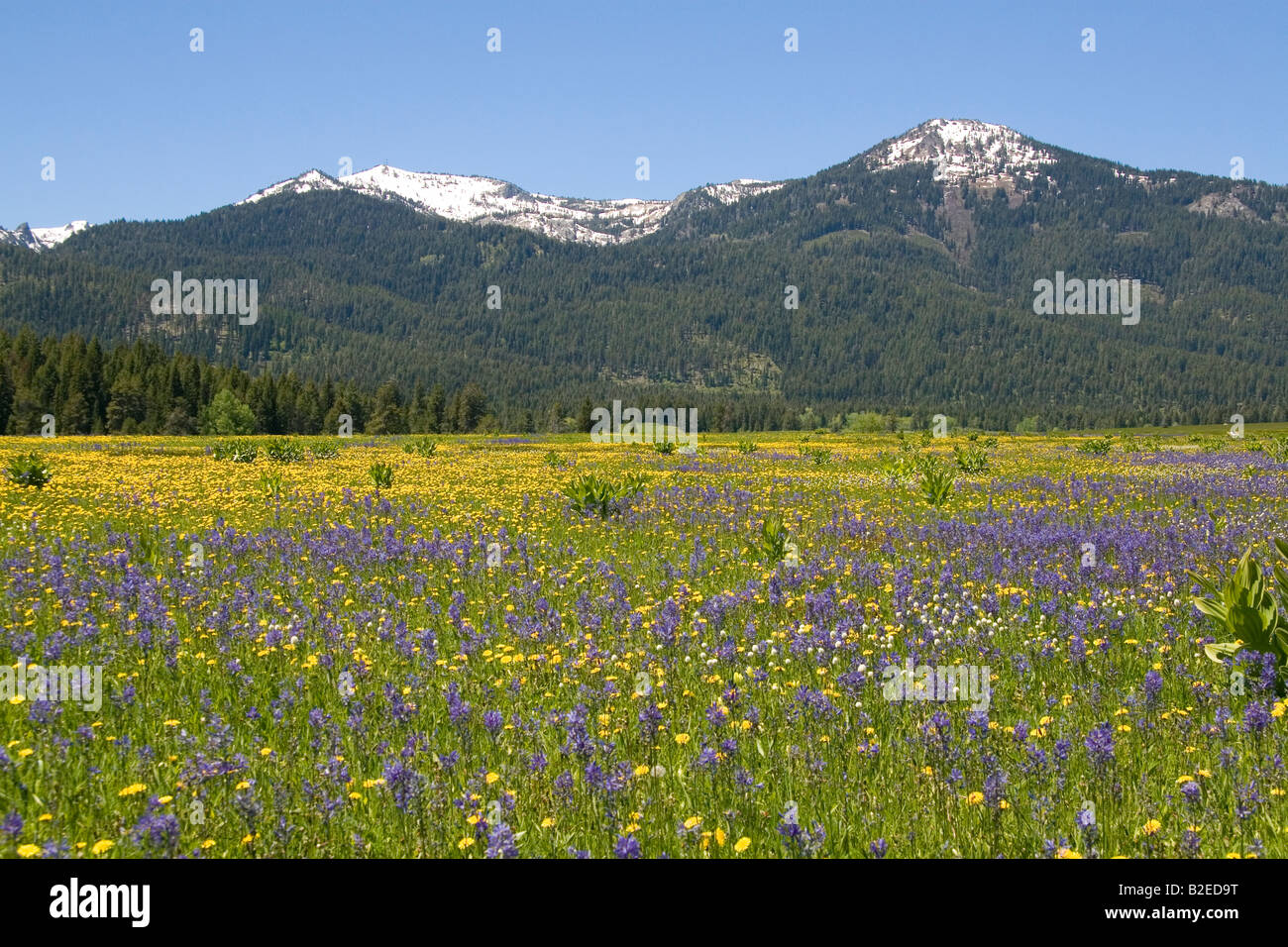 Meadow of Camas Lily wildflowers below Snowbank Mountain in Round