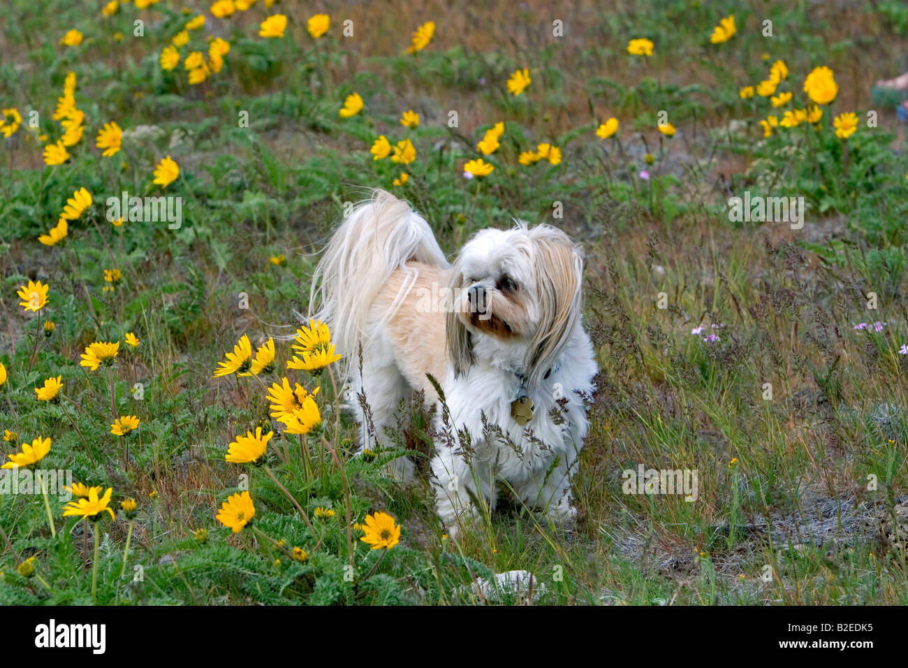 Shih Tzu Poodle mix dog in a field of wildflowers near Boise Idaho Stock Photo