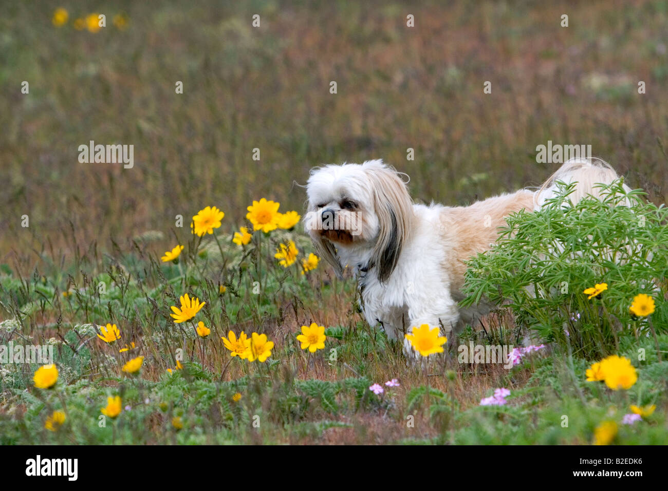 Shih Tzu Poodle mix dog in a field of wildflowers near Boise Idaho Stock Photo