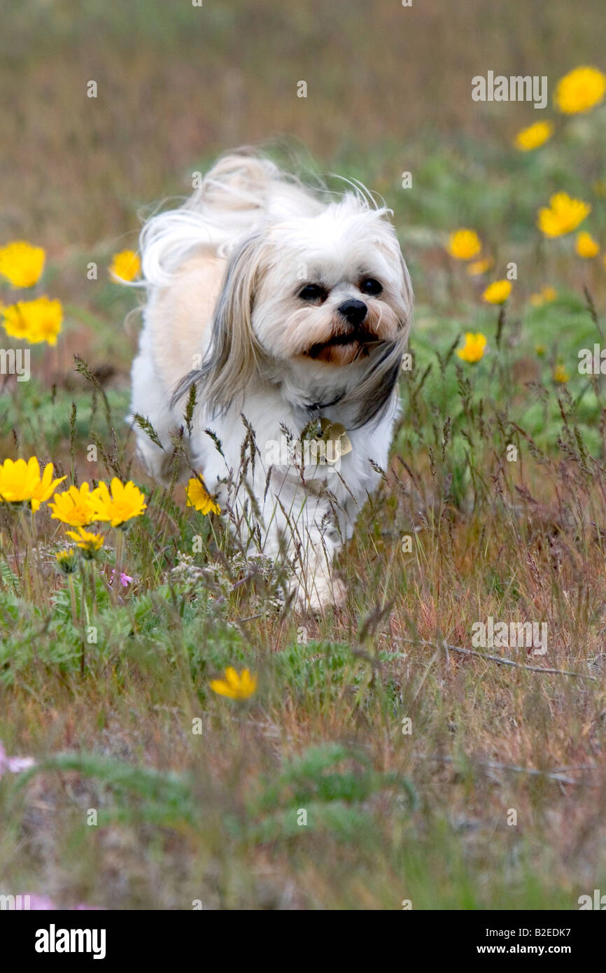 Shih Tzu Poodle mix dog running through a field of wildflowers near Boise Idaho Stock Photo