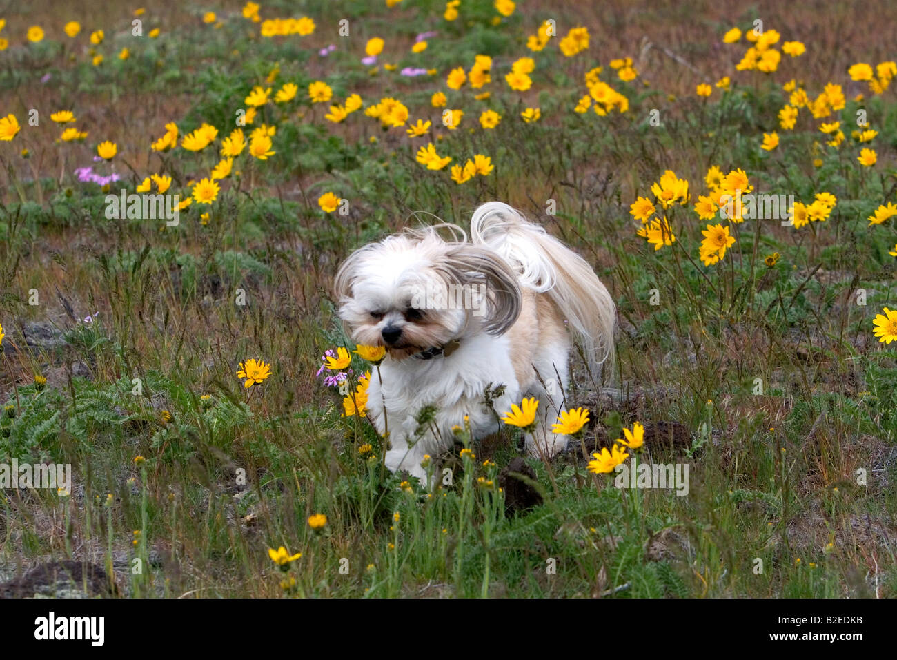Shih Tzu Poodle mix dog running through a field of wildflowers near Boise Idaho Stock Photo