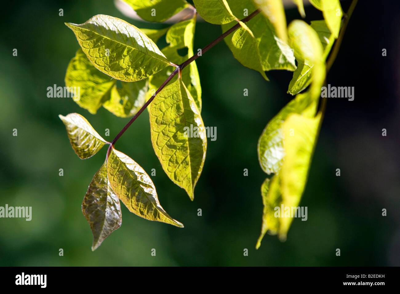 Sunshining on the green leaves of a tree Stock Photo