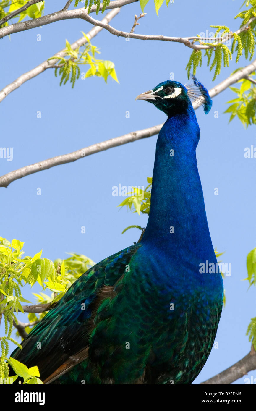 Male blue peacock sits in a tree on a farm in Lenawee County Michigan Stock Photo