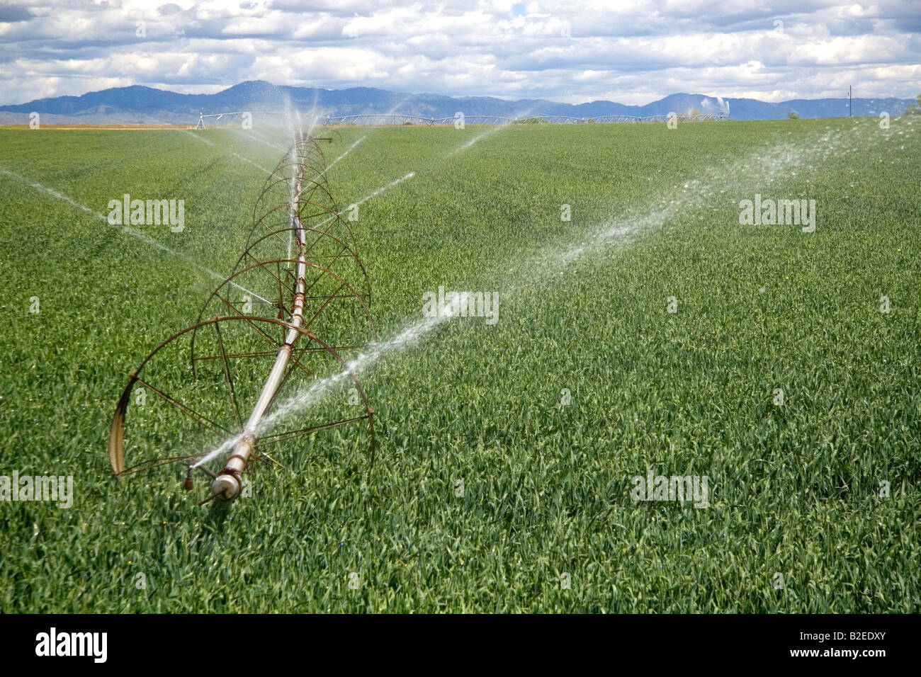 Sprinkler irrigation in a wheat field in Canyon County Idaho Stock Photo