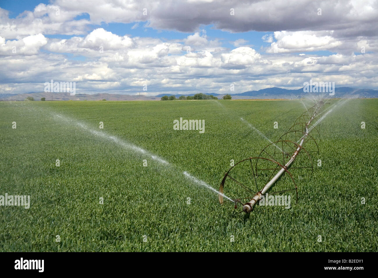Sprinkler irrigation in a wheat field in Canyon County Idaho Stock Photo