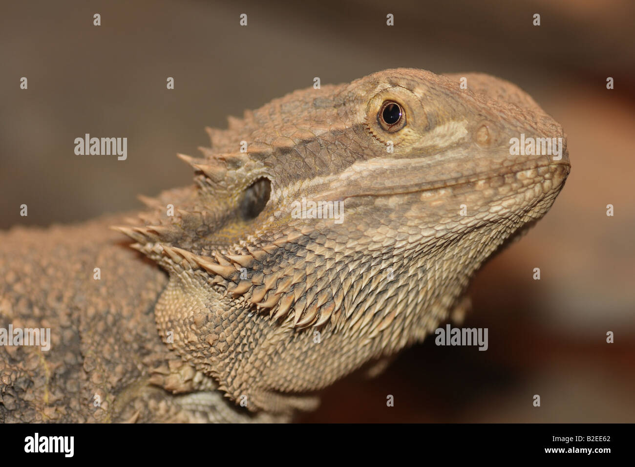 Agamid lizard hi-res stock photography and images - Alamy