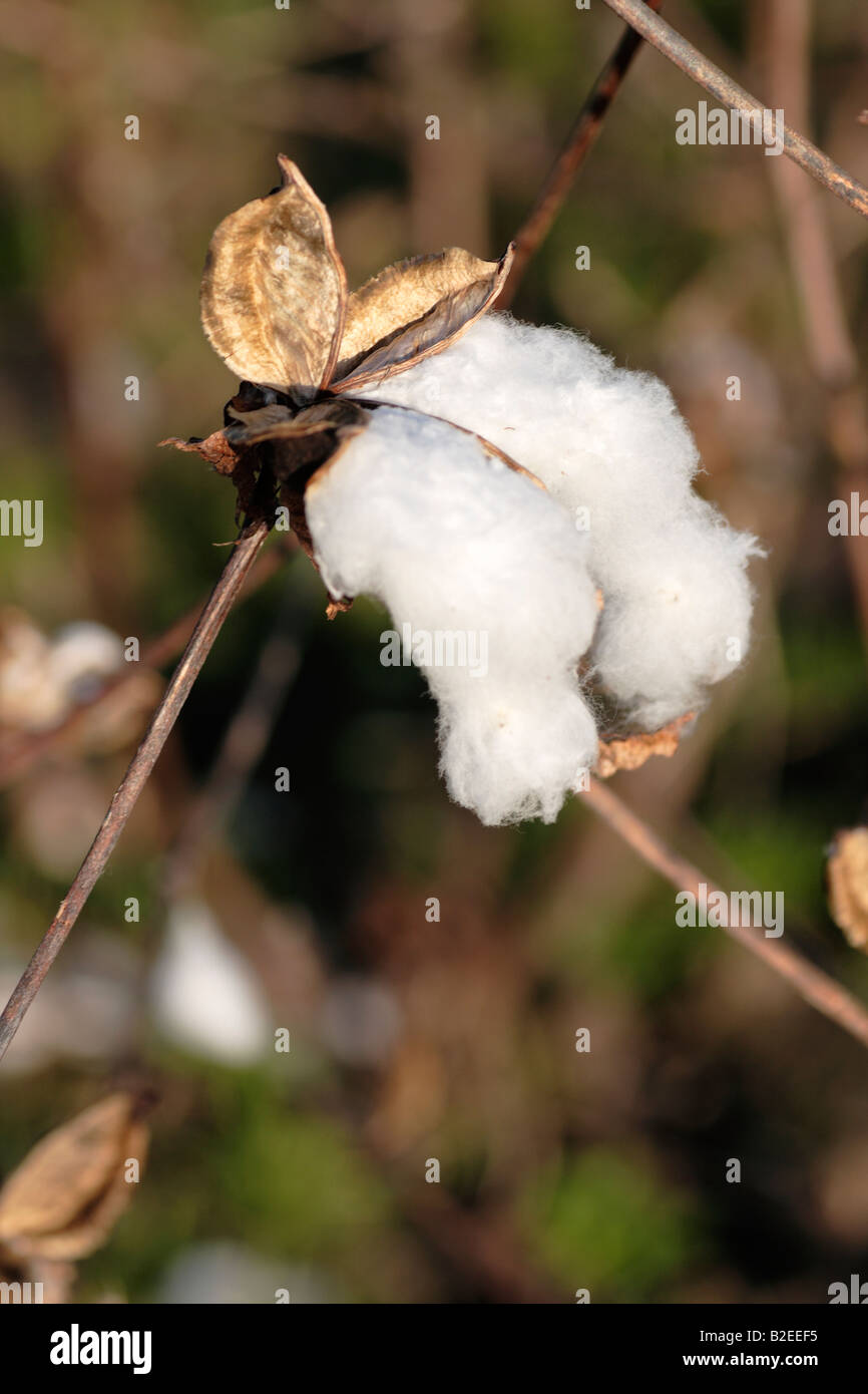 cotton shrub plant bowl Stock Photo Alamy