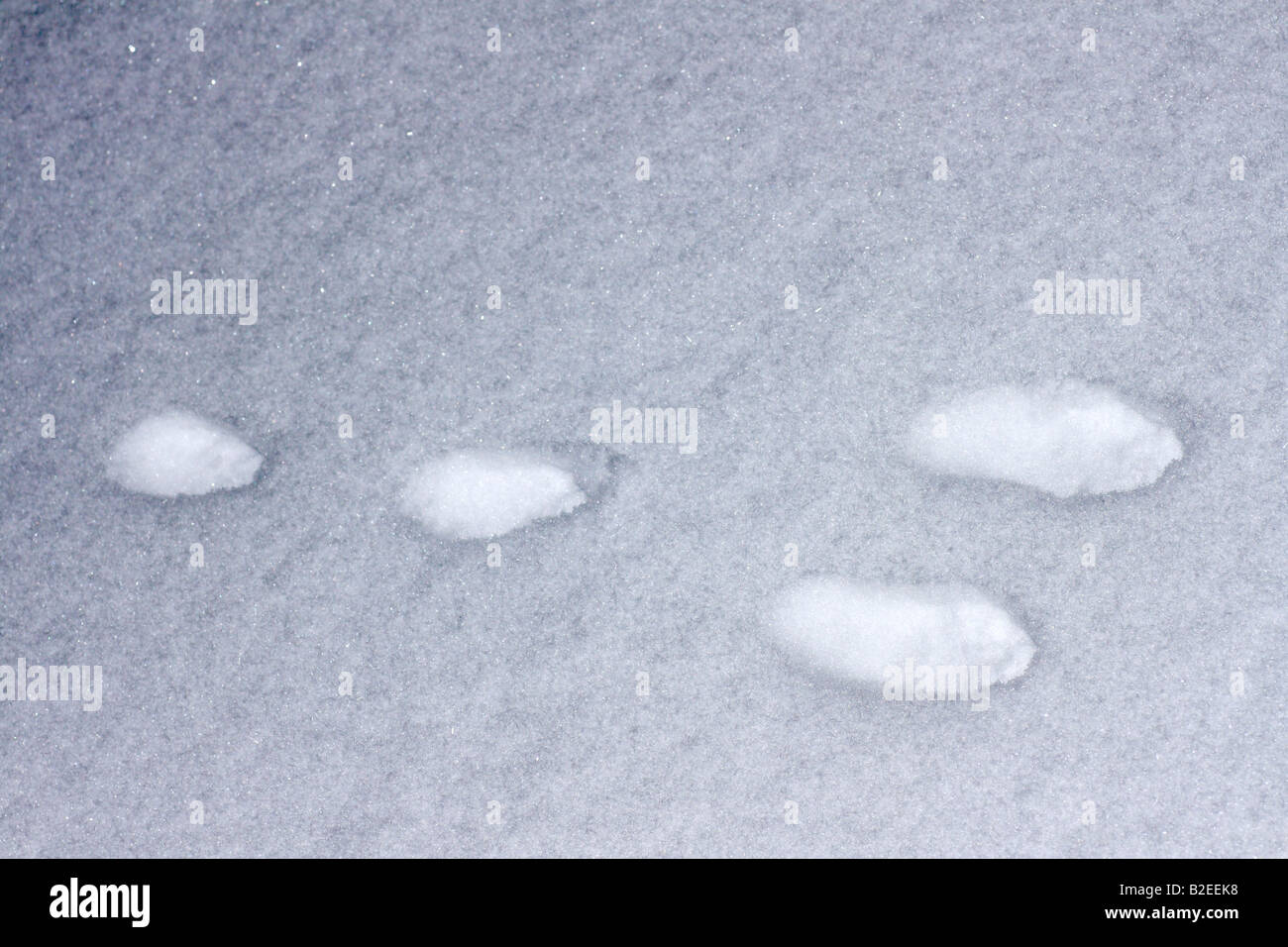 Snowshoe Hare or rabbit tracks in the snow Stock Photo