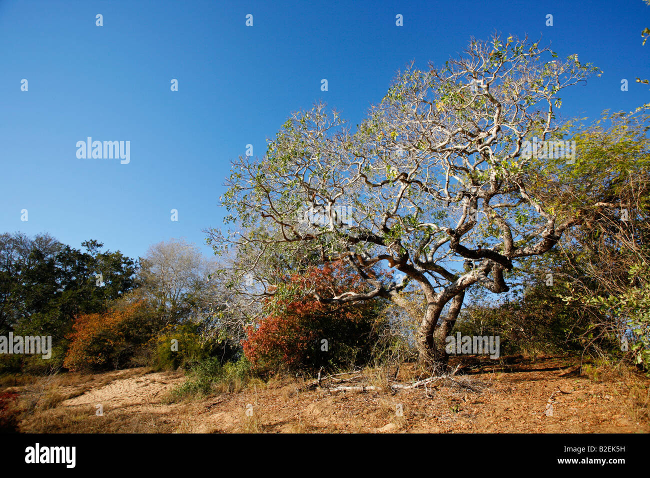 A pod mahogany tree (Afzelia quanzensis) growing on the banks of the Save River Stock Photo