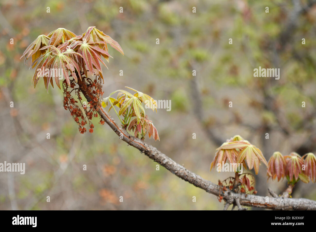 Fresh spring leaves green on a Lowveld chestnut tree (Sterculia murex) Stock Photo