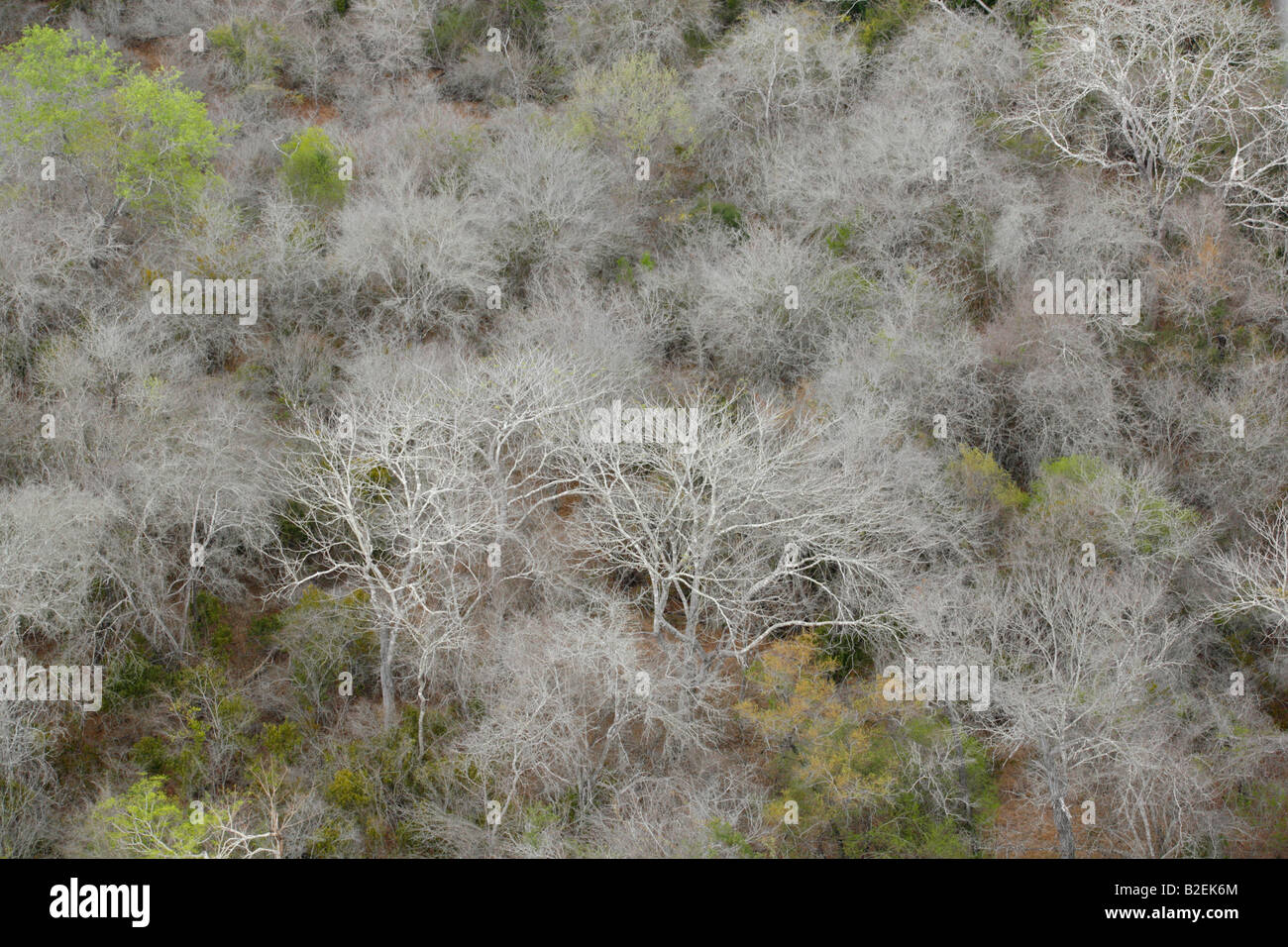 Aerial view of the leafless canopy of a dense Acacia nigrescens woodland Stock Photo
