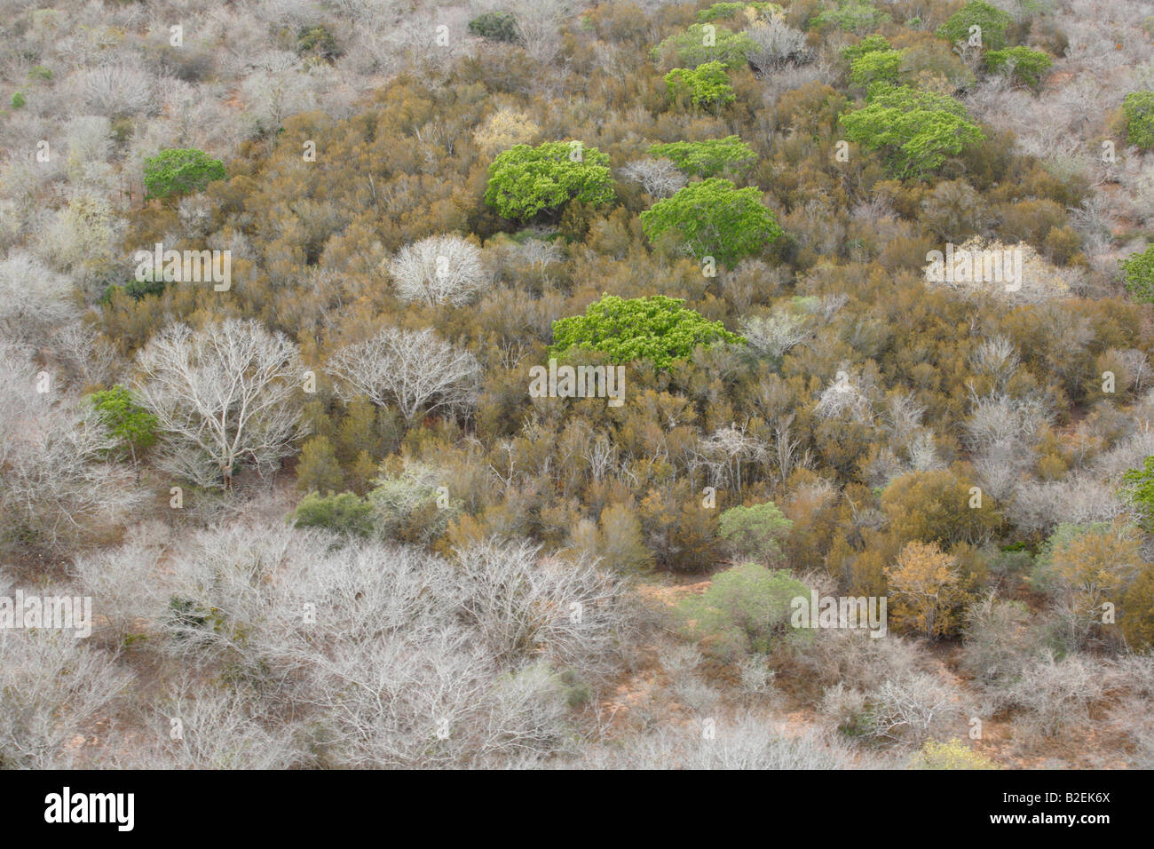 Aerial view of a Lebombo ironwood (Androstachys johnsonii) thicket Stock Photo