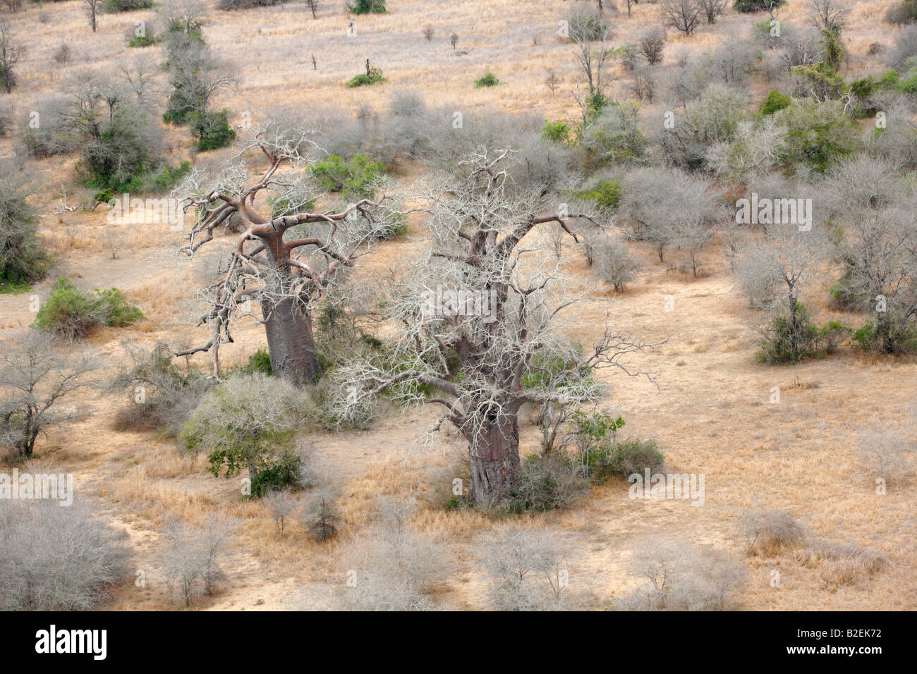 Aerial two Baobab (Adansonia digitata) trees in an open woodland in the Zinave National park Stock Photo