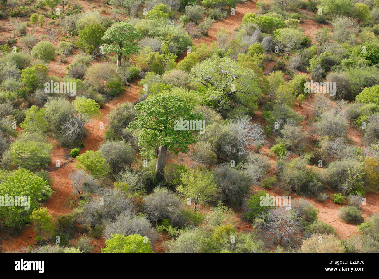 Aerial view road meandering between Baobab (Adansonia digitata) trees in a remote part of Mozambique Stock Photo