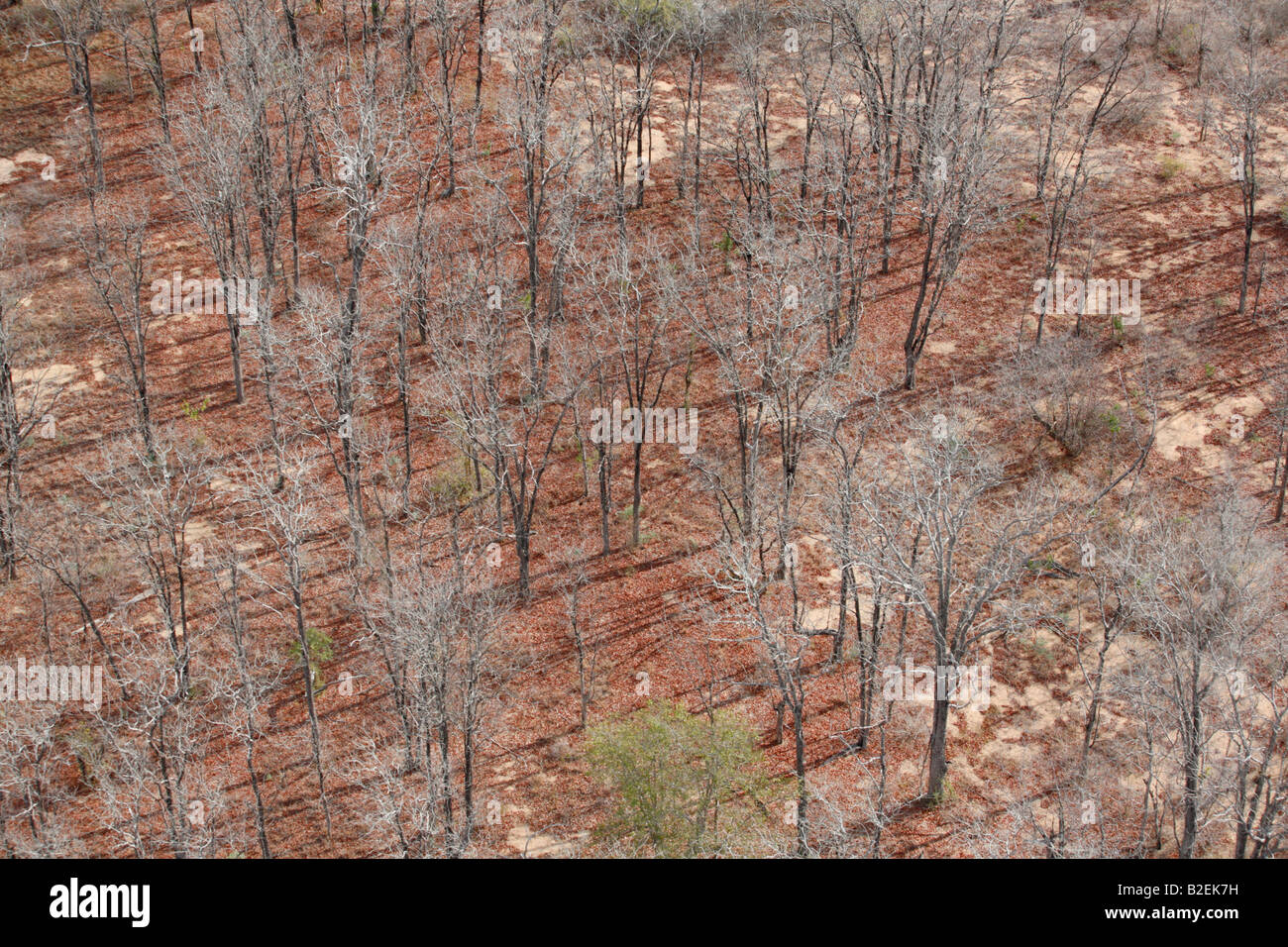 Aerial view of a leafless arid Mopane (Colophospermum mopane) woodland Stock Photo
