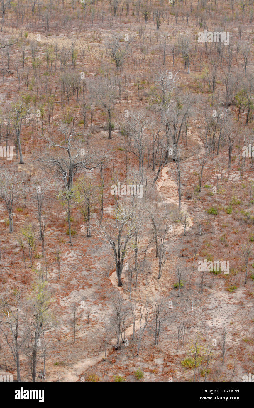 Aerial view of a leafless arid Mopane (Colophospermum mopane) woodland Stock Photo