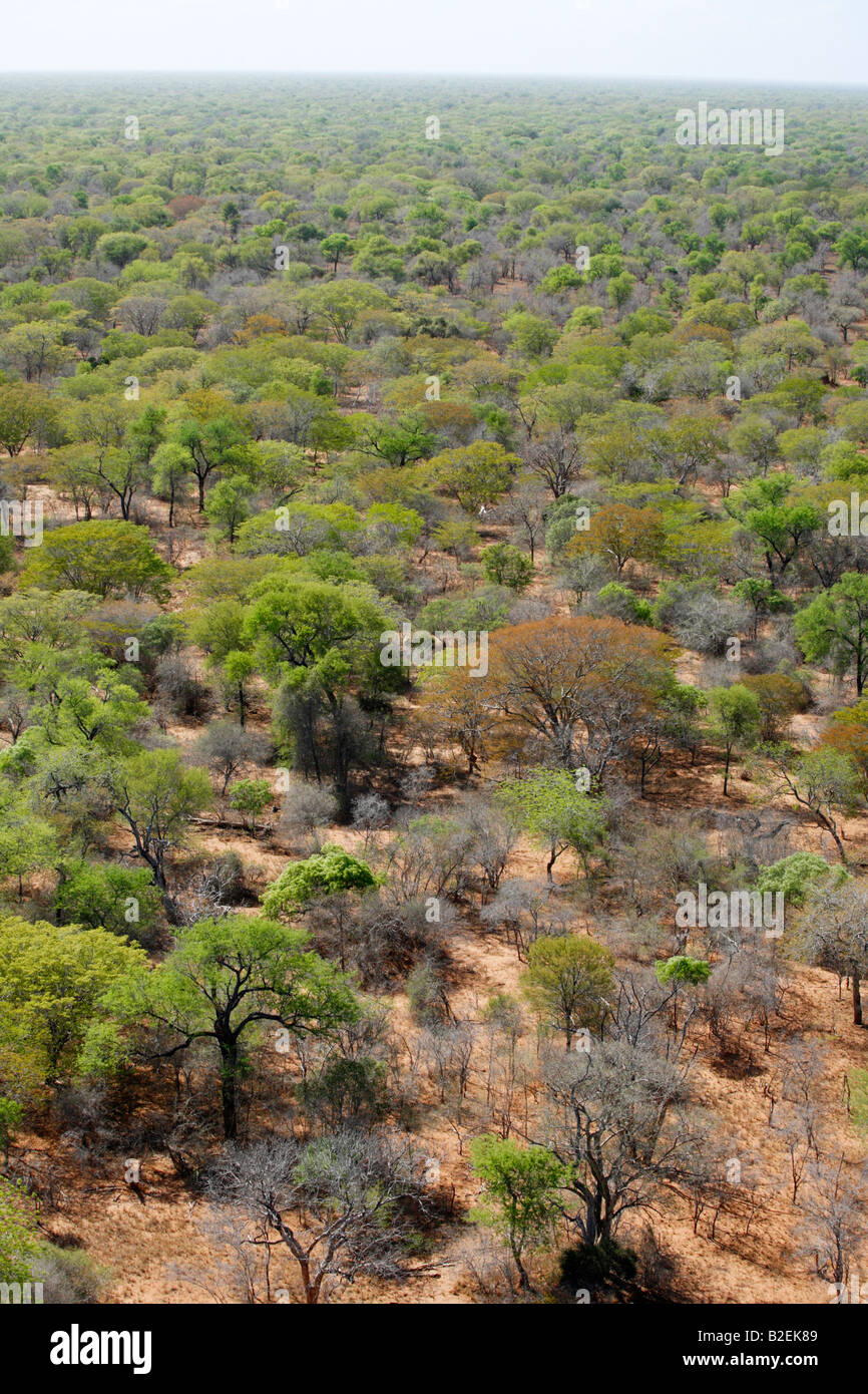 Aerial view an extensive undisturbed Miombo woodland stretching all the ...