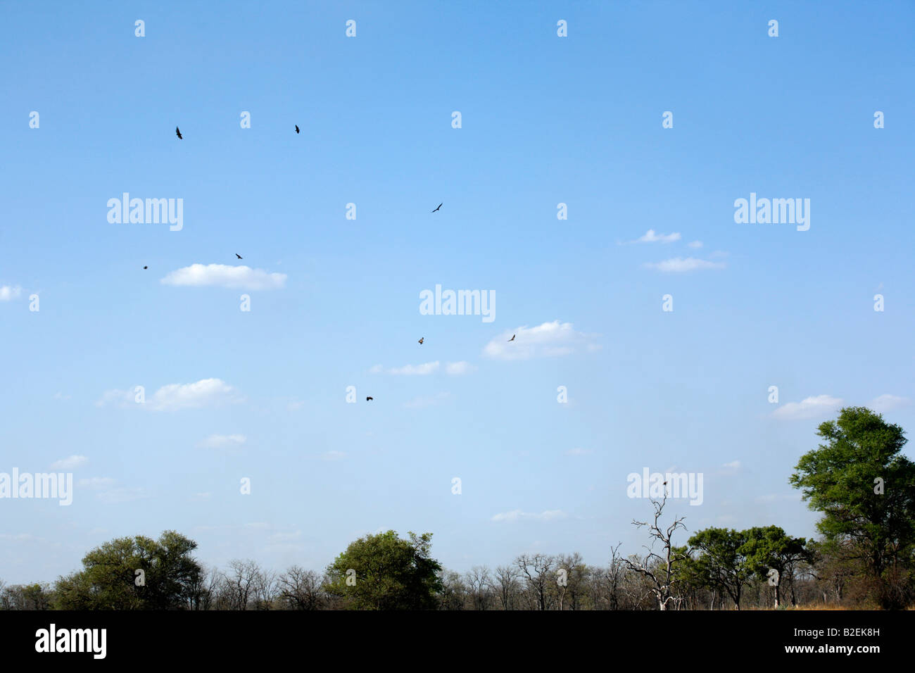 Soaring Raptors Raptors soaring over a dry woodland to catch thermals Stock Photo - Alamy