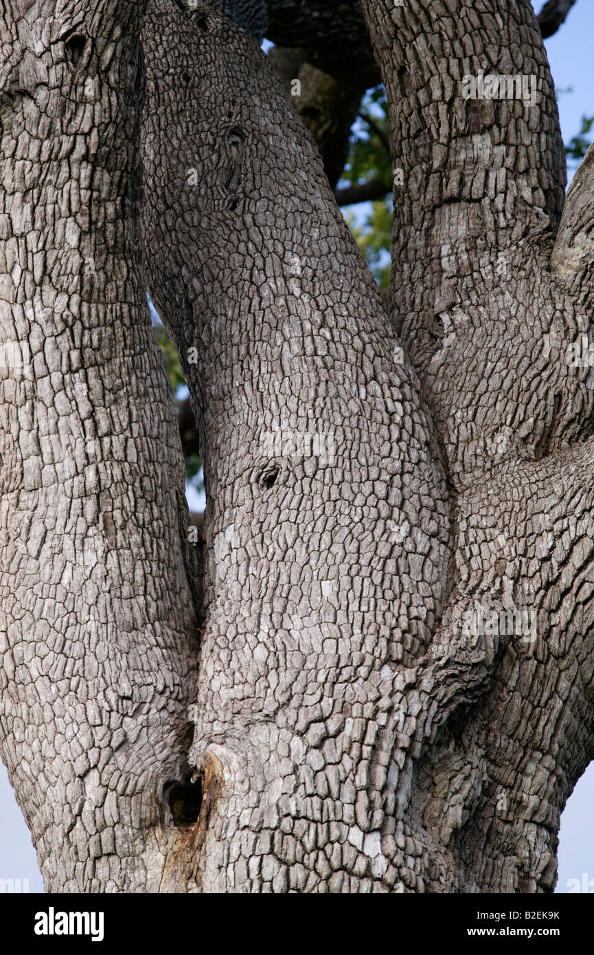 Leadwood tree (Acacia imberbe) Stock Photo