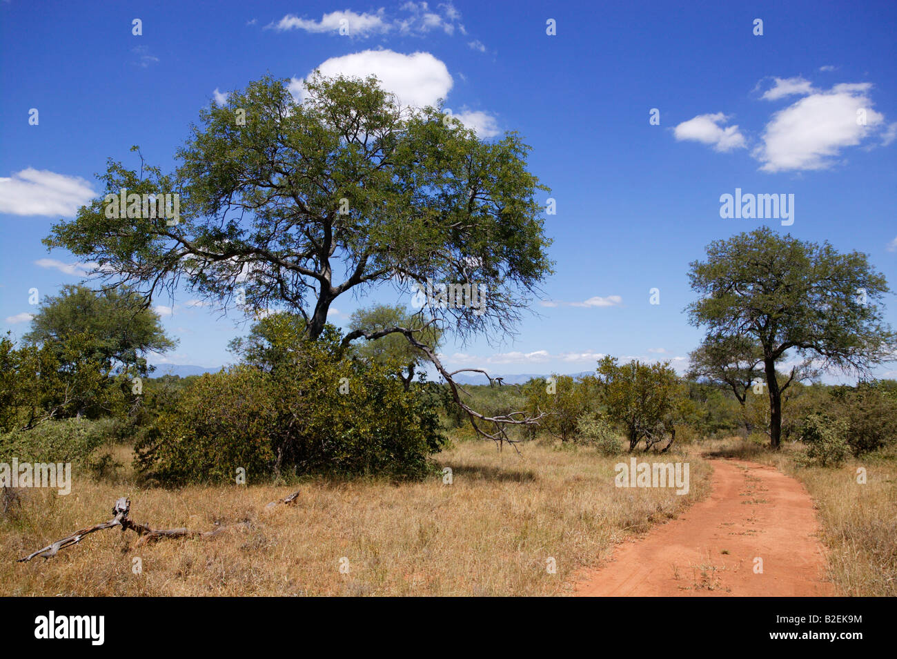 A bushveld track and acacia trees in the Jejane private game reserve with the Transvaal Drakensberg in the distance Stock Photo