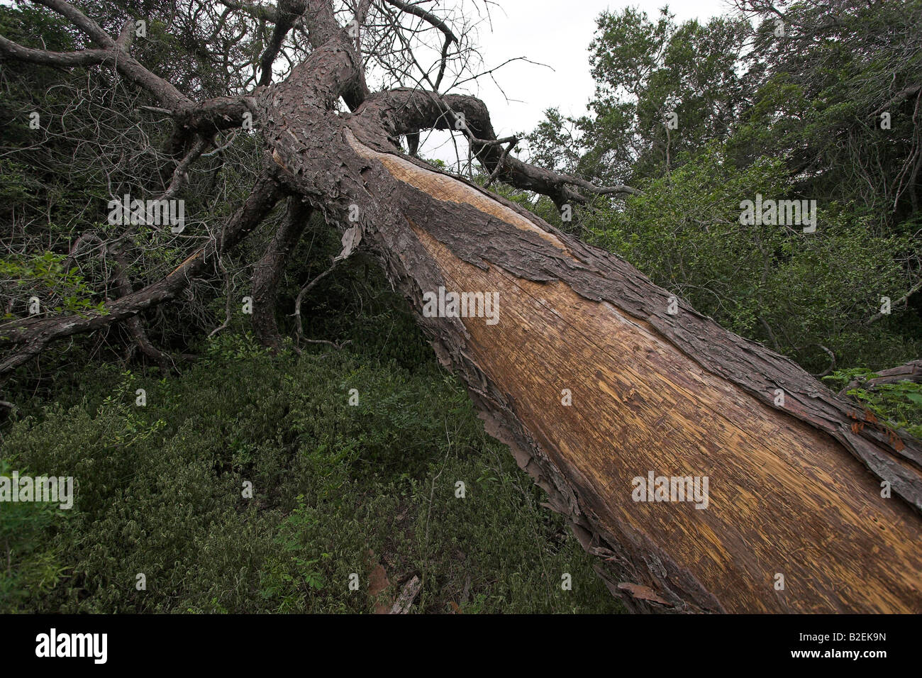 Fallen yellowwood tree Stock Photo