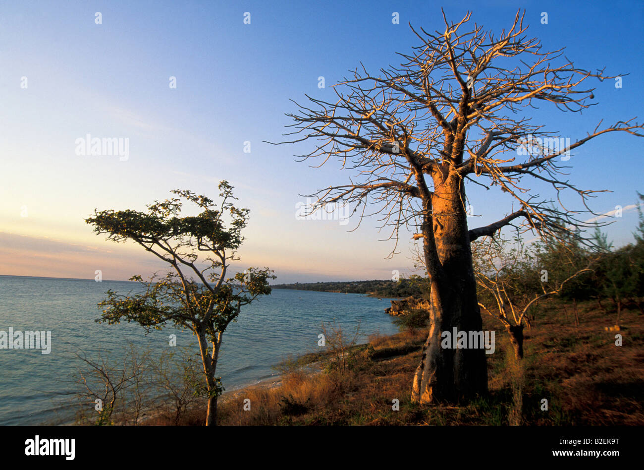 Baobab tree near Nacala Bay Stock Photo
