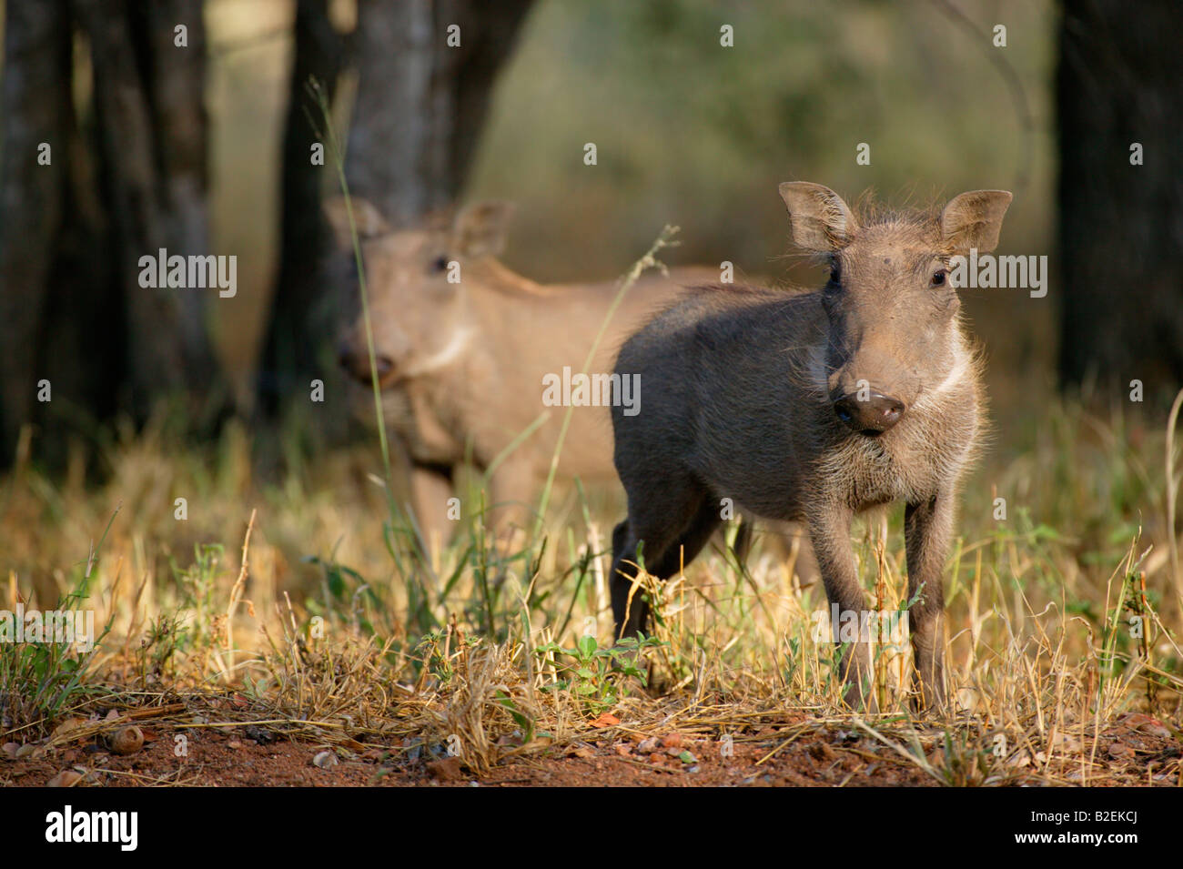 Two warthog piglets Stock Photo