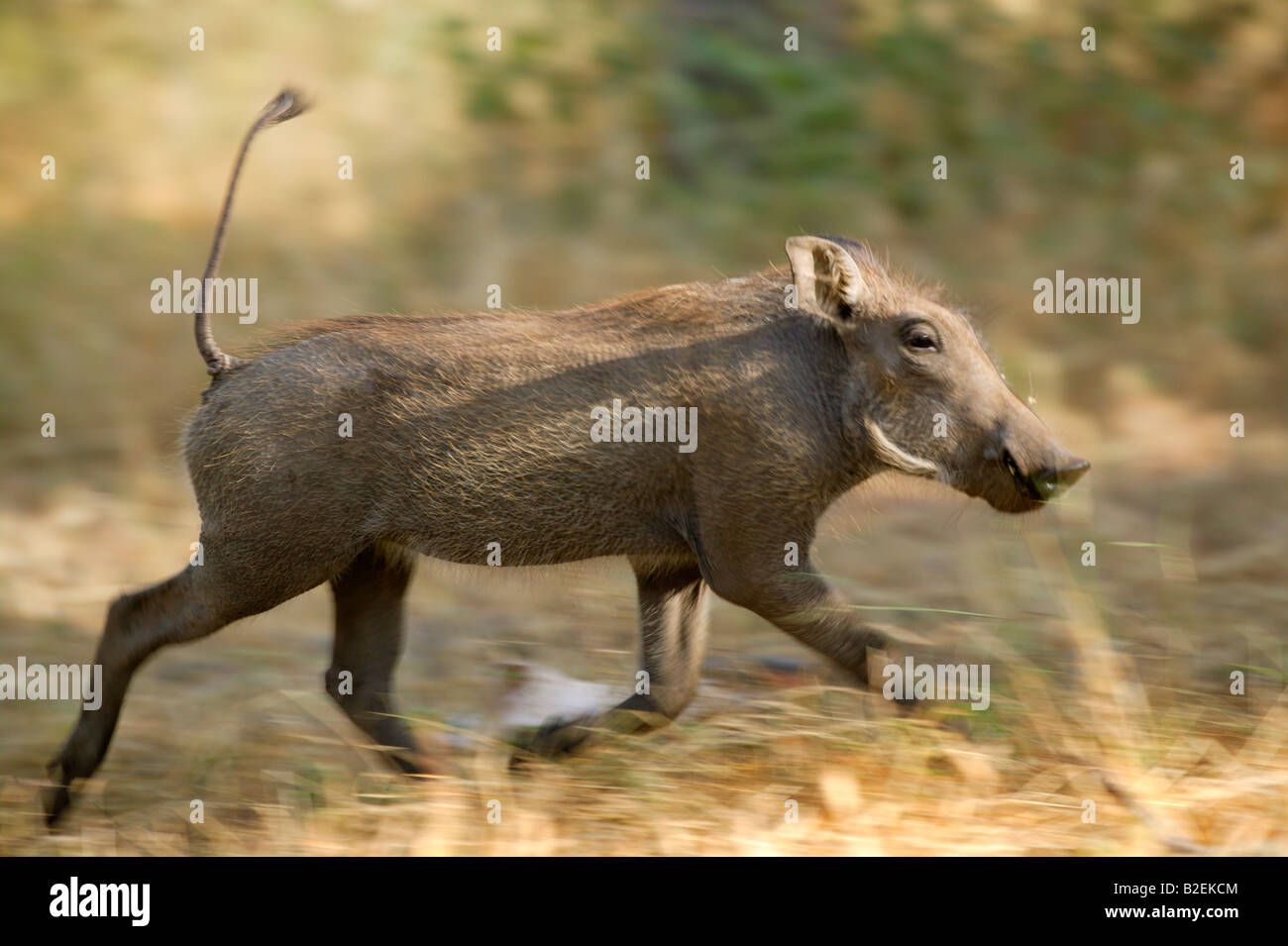 A warthog piglet running with tail held upright Stock Photo