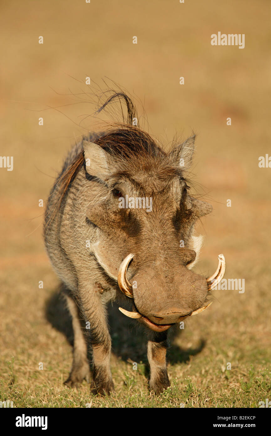 The hoe tusker, or Deinotherium (terrible beast),was a prehistoric  relative of Elephants with strange downward-curving tusks from its lower  jaws Stock Photo - Alamy