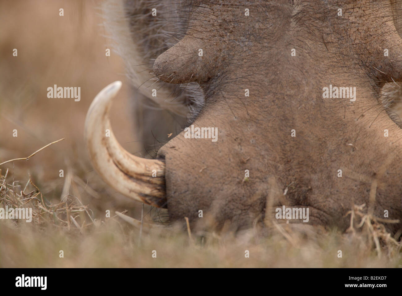 Close up of a warthog tusk and the facial wart Stock Photo