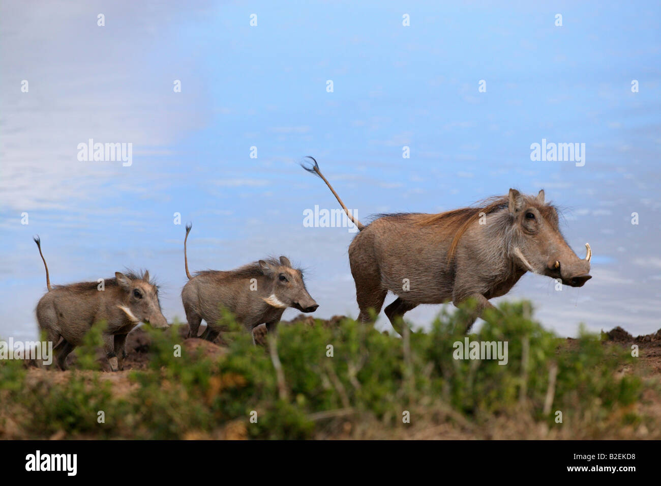 A family of warthog trotting along with the reflection of a waterhole in the background Stock Photo