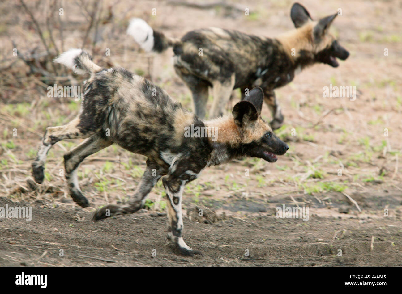 Wild dog pups running one with its hind legs in the air Stock Photo