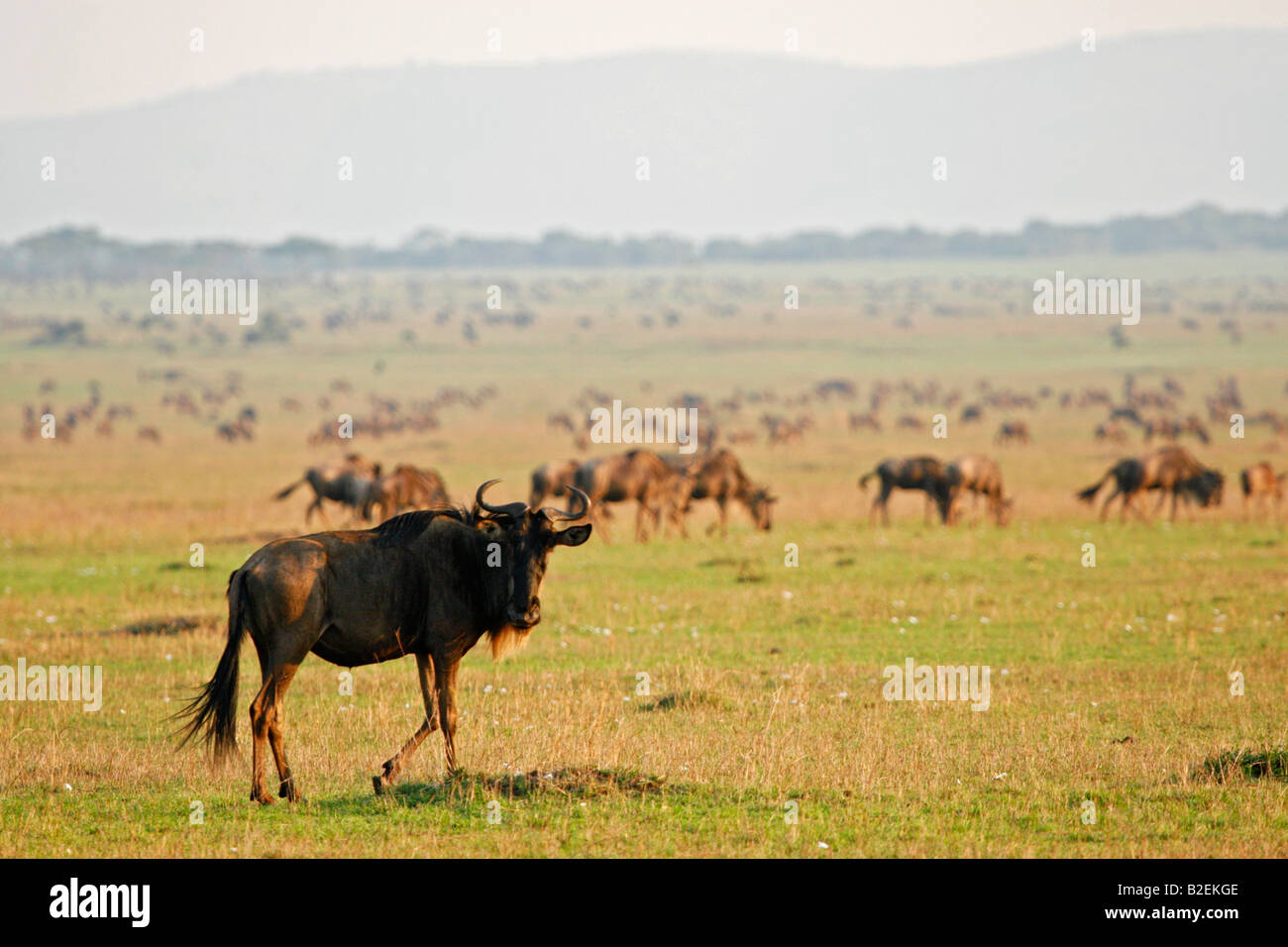 Vast herds of Blue wildebeest grazing on the plains Stock Photo