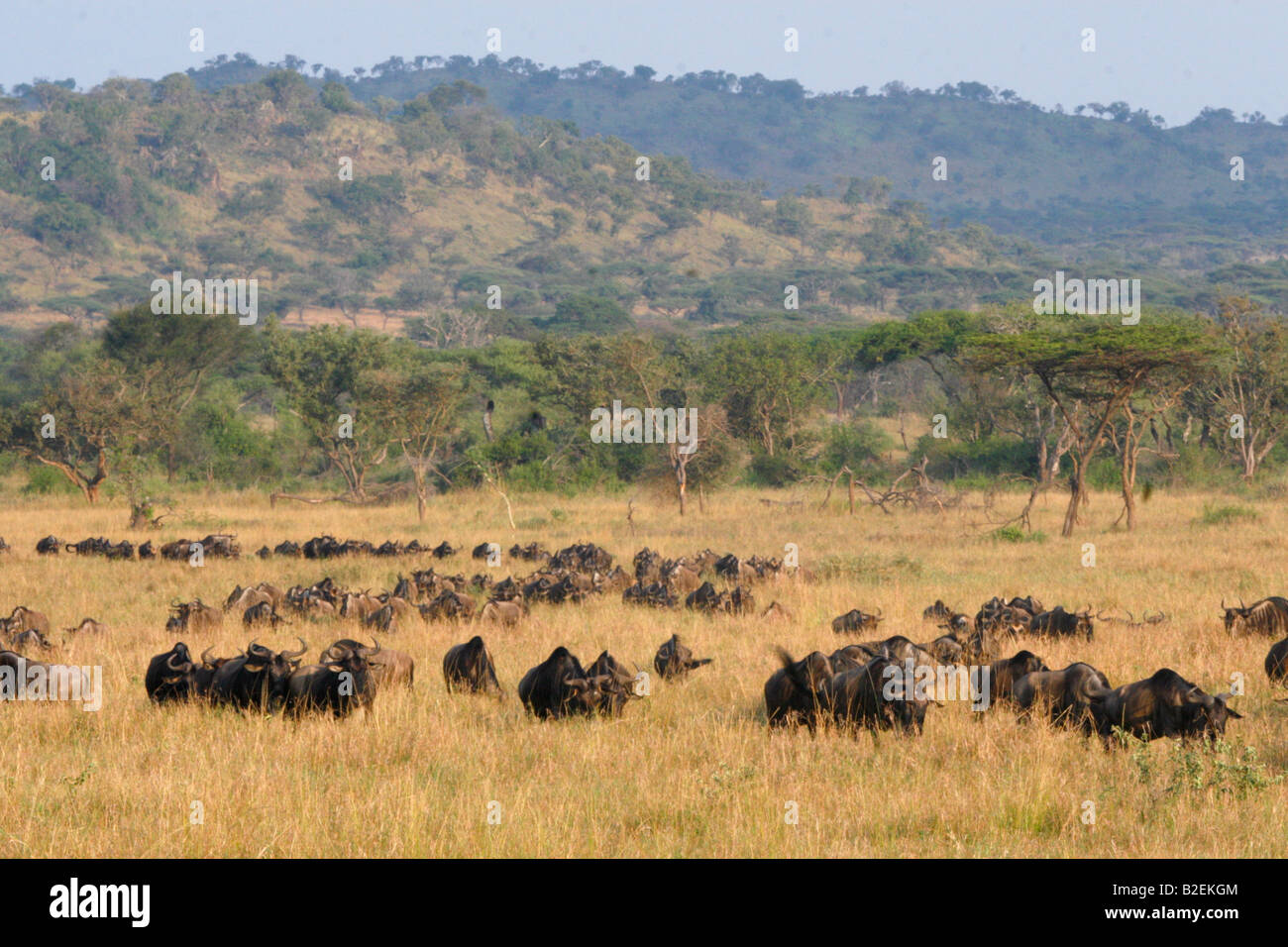 Vast herds of Blue wildebeest on the move Stock Photo