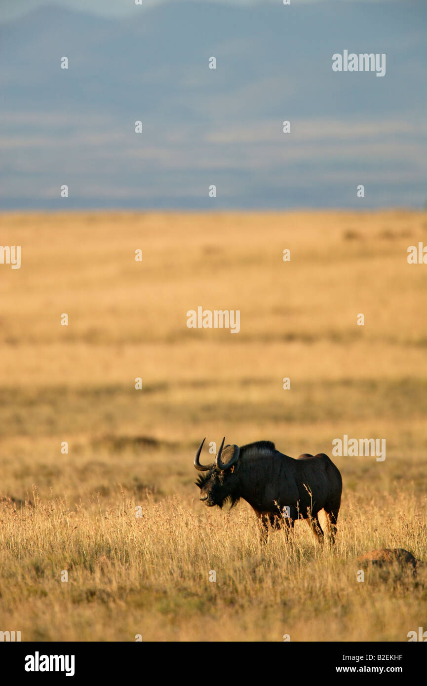 Black wildebeest bull in a highveld grassland Stock Photo