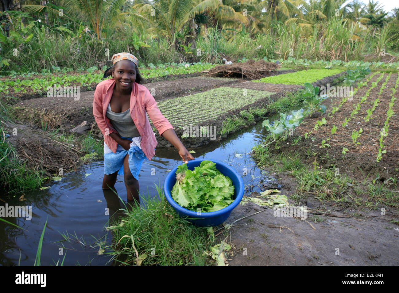 A woman proudly shows off fresh lettuce grown in a vegetable garden with furrow irrigation on the outskirts of Inhambane Stock Photo