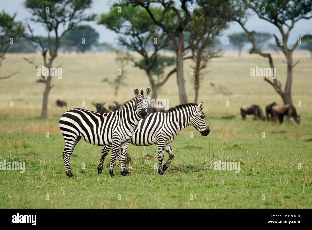 Two plains zebras standing together on an open serengeti savanna Stock Photo