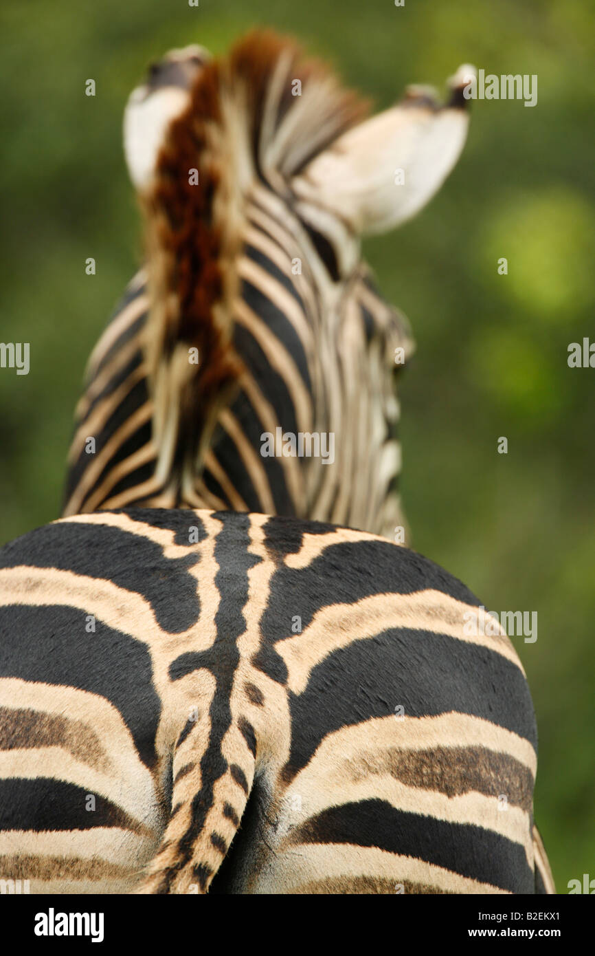 A Burchell's zebra rump and tail showing the shadow stripe of this species in Southern Africa Stock Photo