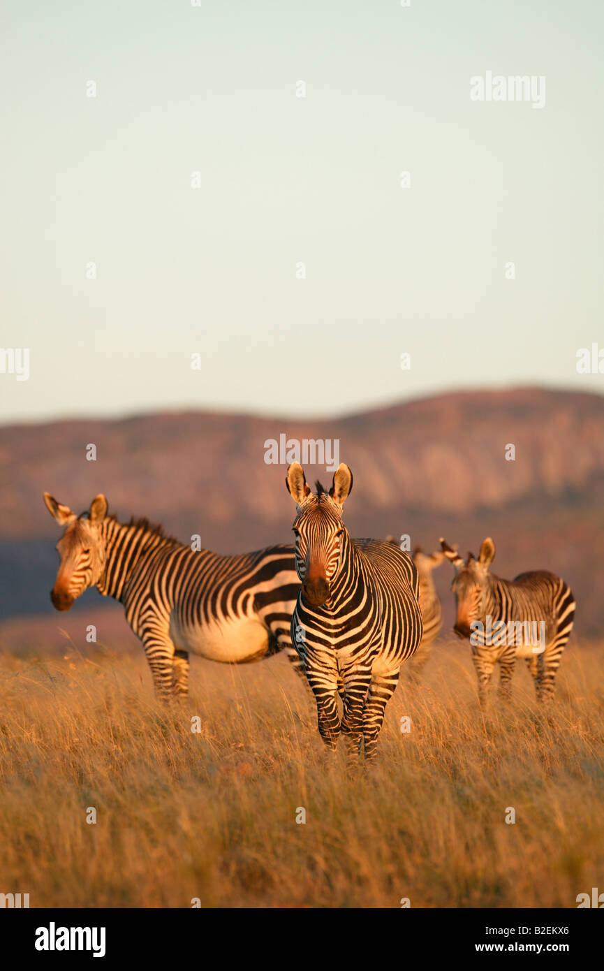 Three Cape mountain zebra with the stallion facing directly towards the camera Stock Photo