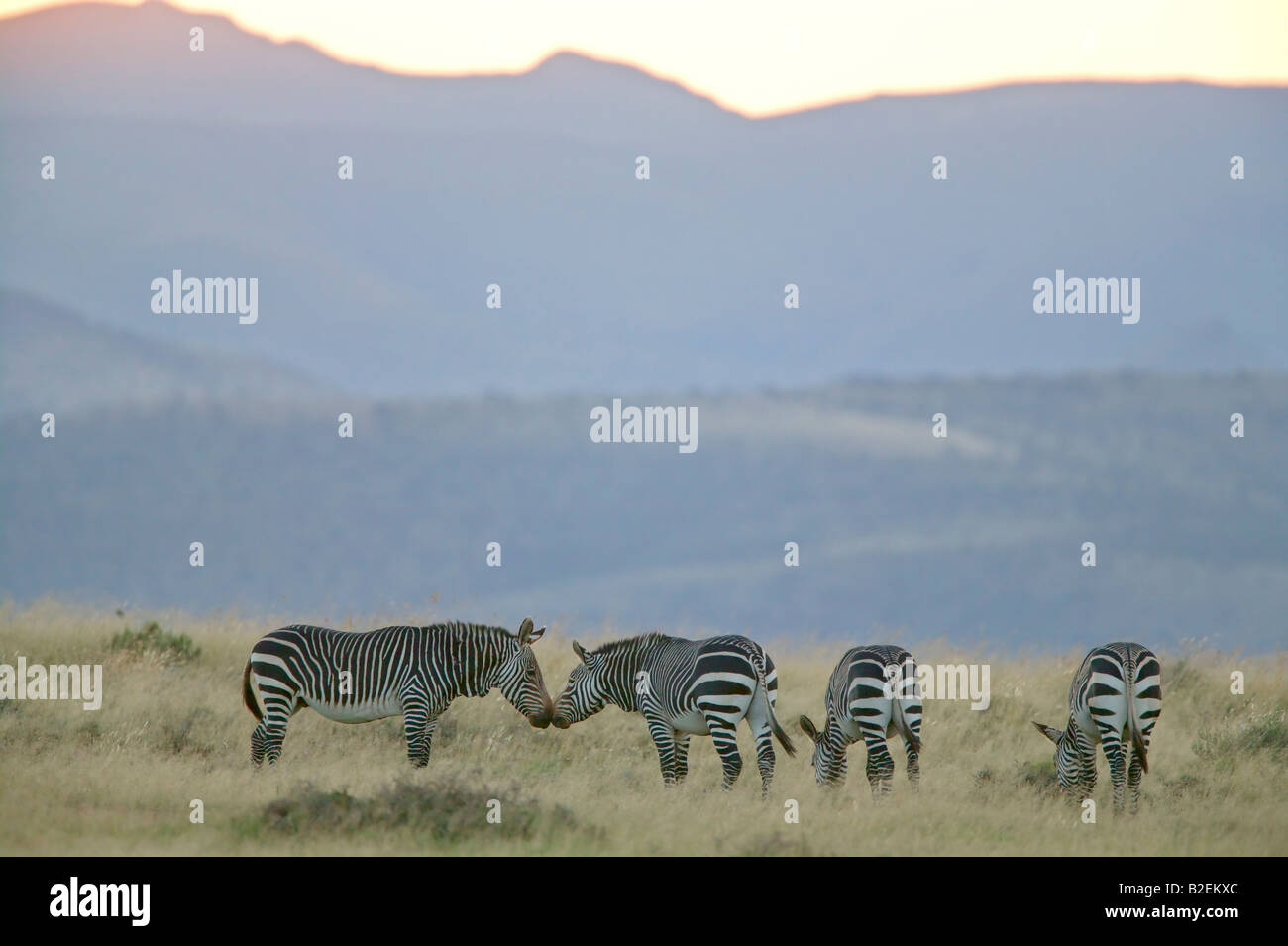 A Cape mountain zebra herd feeding in a mountainous habitat Stock Photo