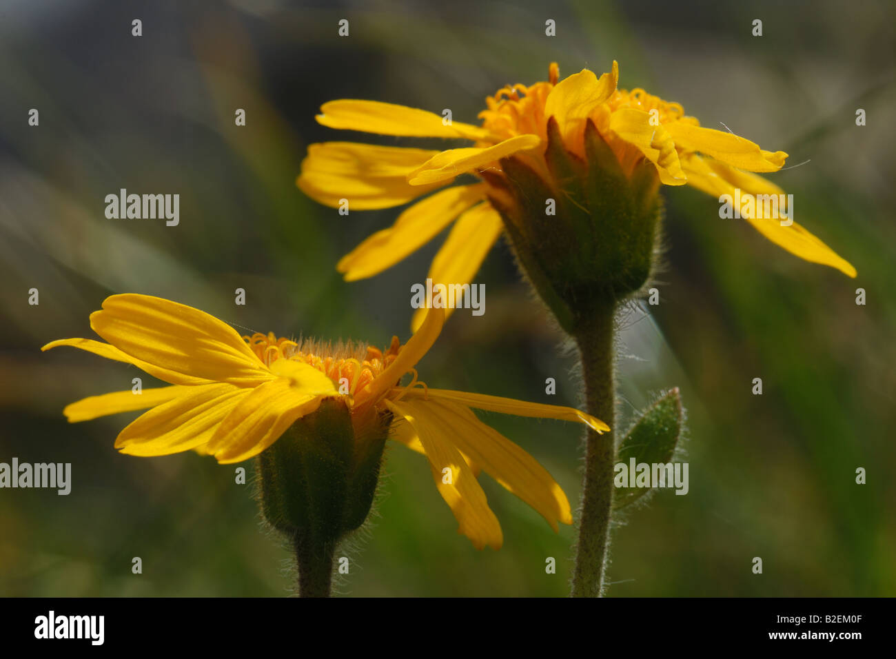 arnica Arnica montana margherita daisy giallo yellow close up flower flowers fiore fiori  prateria alpina Money montagna mountai Stock Photo