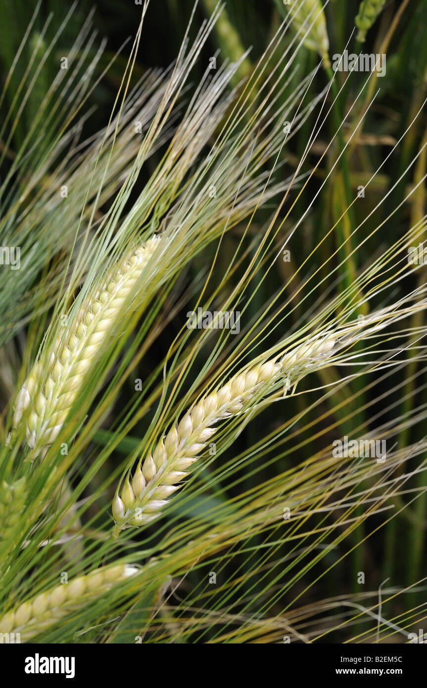 barley-sculpture-hi-res-stock-photography-and-images-alamy