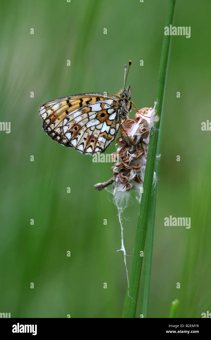 Small Pearl bordered Fritillary Clossiana selene at rest in sedges by Perthshire pond Stock Photo