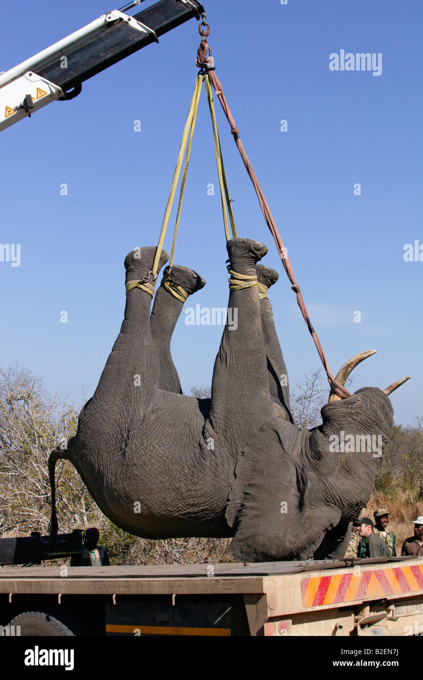 A game capture team hoists a sedated elephant with a crane to load it