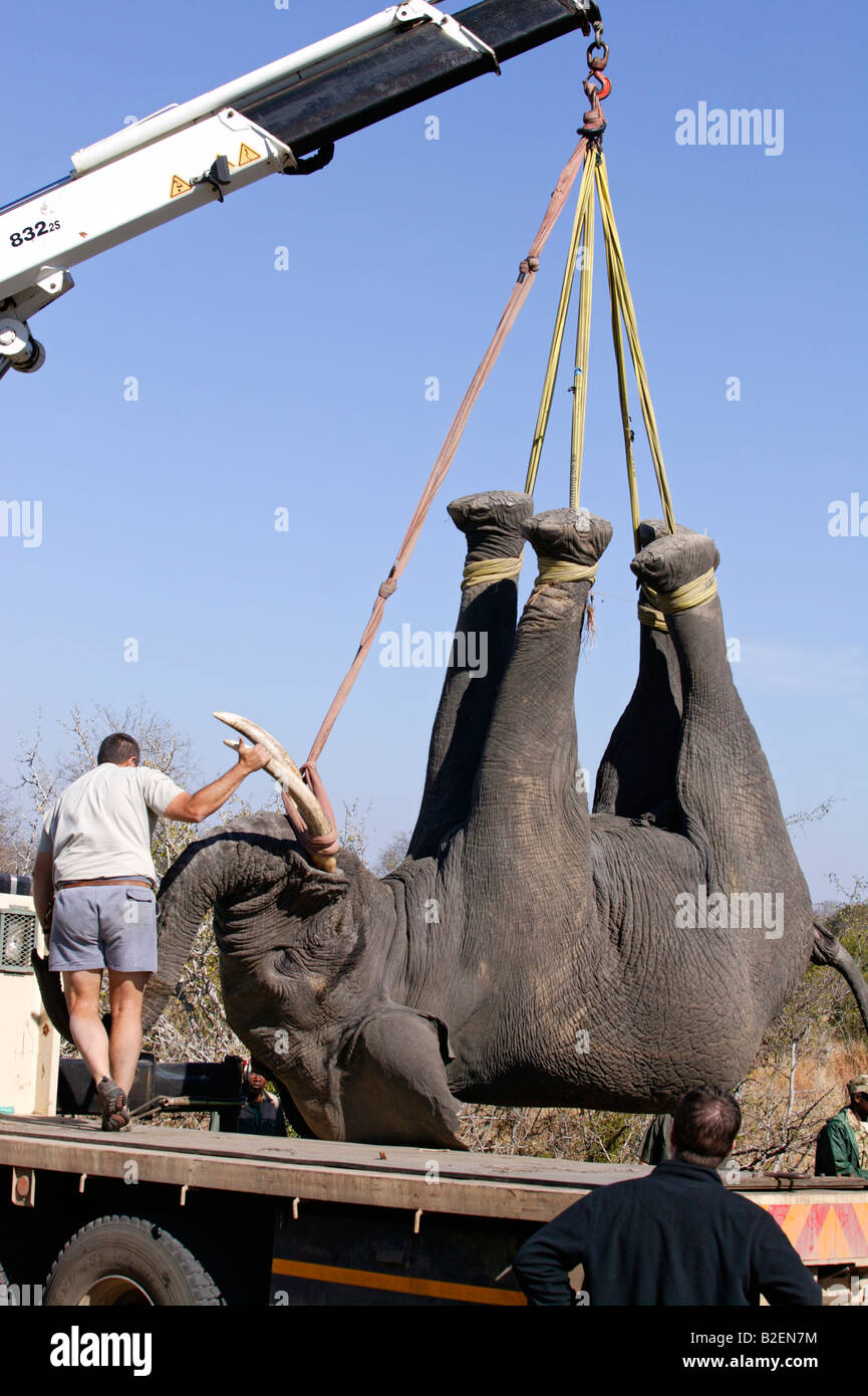 A game capture team hoists a sedated elephant with a crane to load it