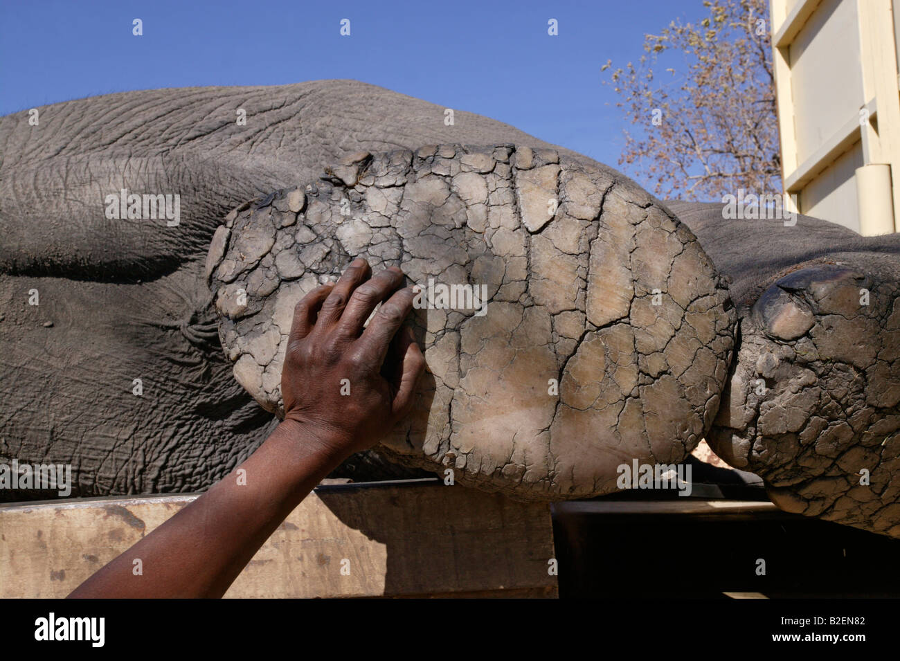 Close up of the sole of an elephants foot as a member of a game capture