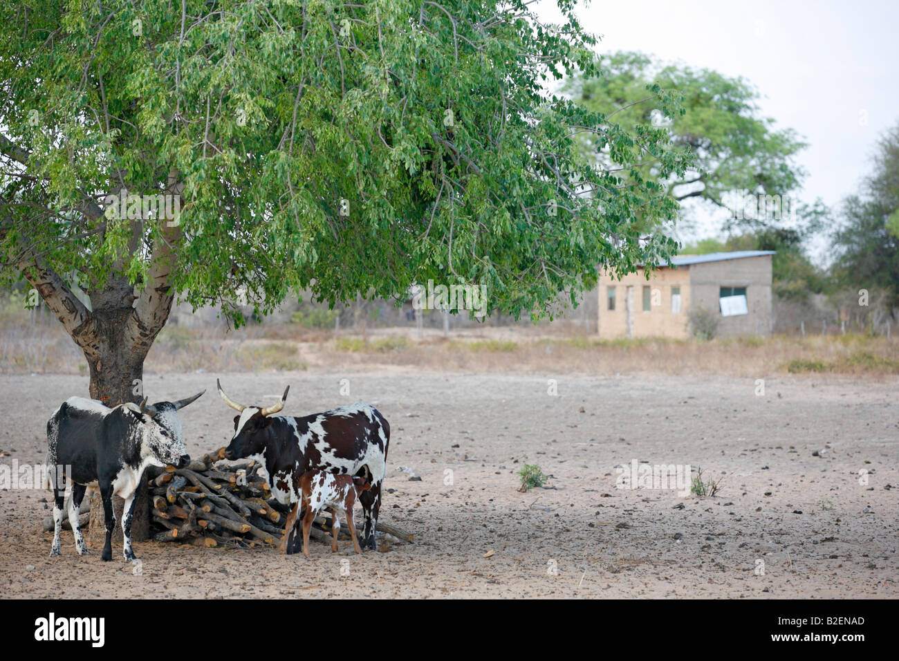 Cattle standing beneath a tree in rural Mozambique Stock Photo