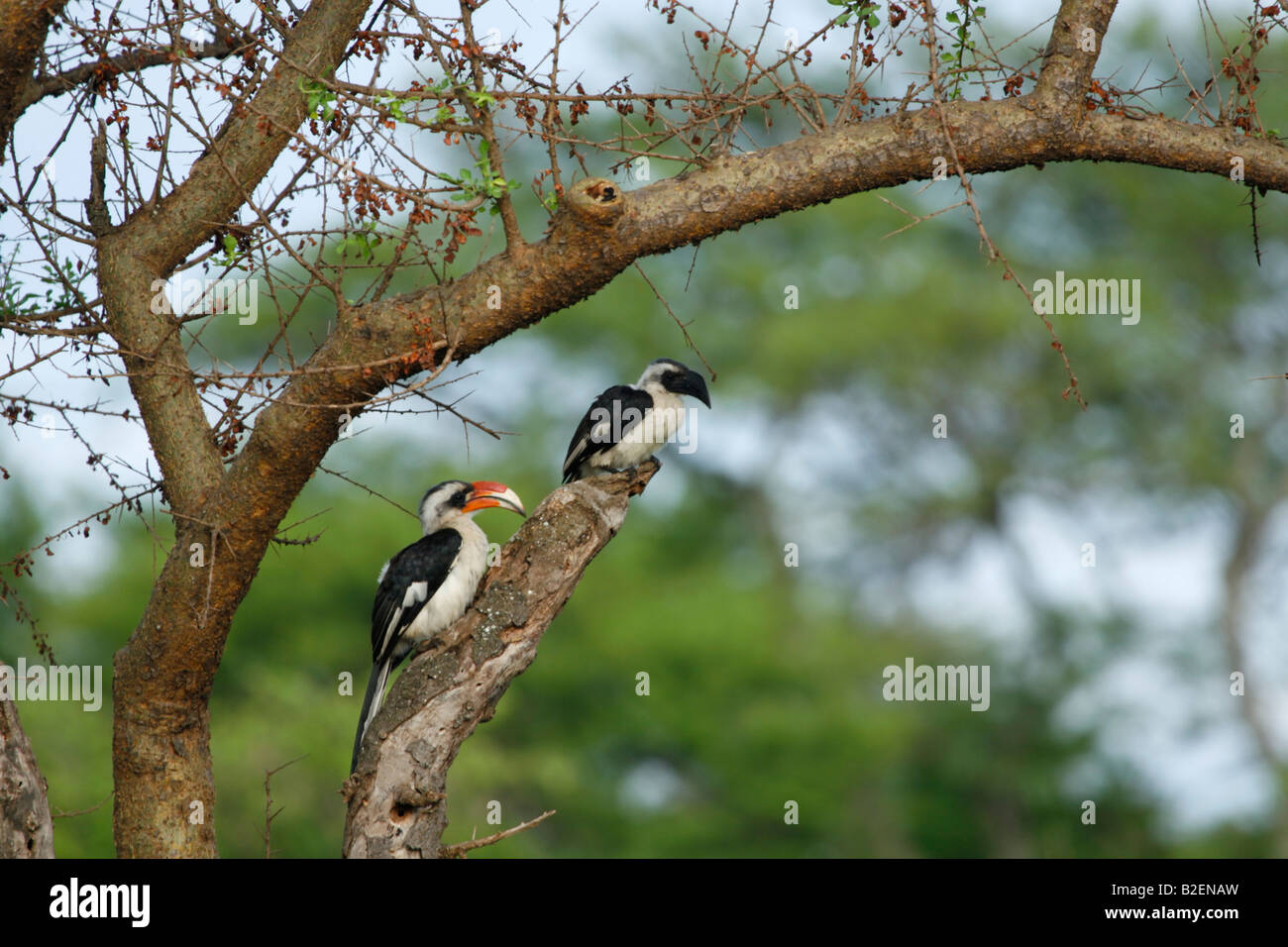 Male and female Von der Deckens hornbill Stock Photo