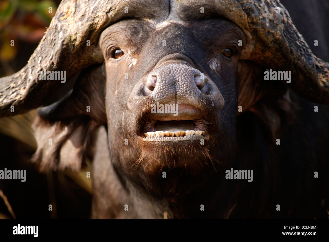 Buffalo Teeth Stock Photos & Buffalo Teeth Stock Images Alamy